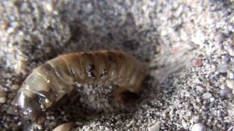 Centipede 2 indonesia Video stock 104045755