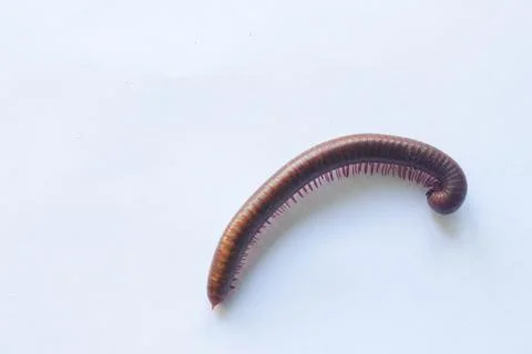 Centipede 2 Stock Photos