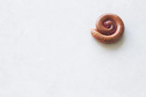 Centipede 3 Foto stock