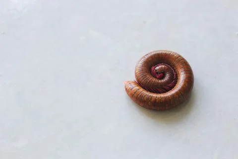 Centipede 4 Foto stock