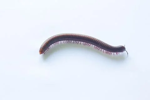 Centipede 5 Stock Photos