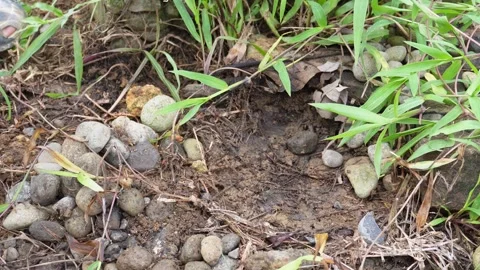 Centipede and ants under a stone.  Stock Footage 322082100