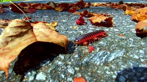 Centipede and Leaf Millipede Stock Footage 219190657