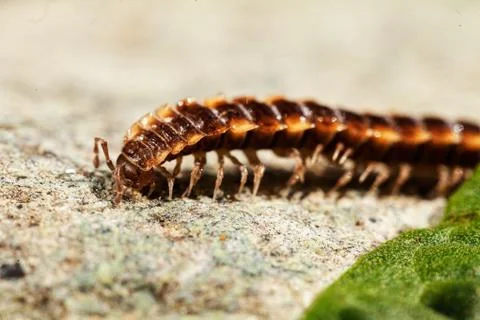 Centipede with armor Foto stock gratuite