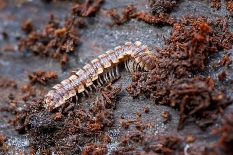 Centipede with armor Free Stock Photos