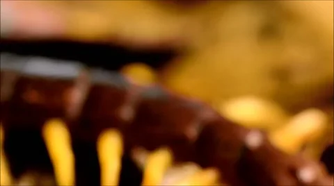 Centipede attacking cockroach Stock Footage 64827717