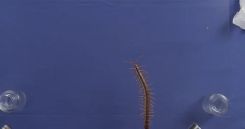 Centipede on bluescreen, insect, nightcrawler Stock Footage 146431001