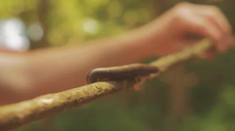 Centipede On Branch Stick Being Held Video stock 65753310