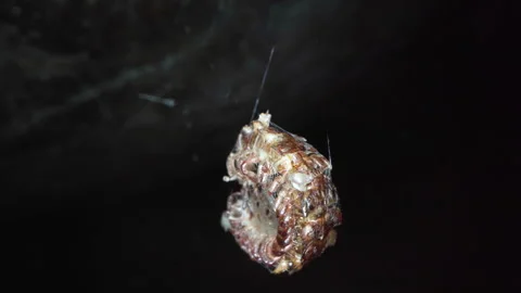 Centipede captured by Cave Spider Stock Footage 306255395