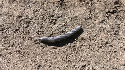 A centipede caterpillar that moves quickly on the ground Stock Footage 156649846