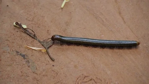 Centipede Close Up Stock Footage 85567602