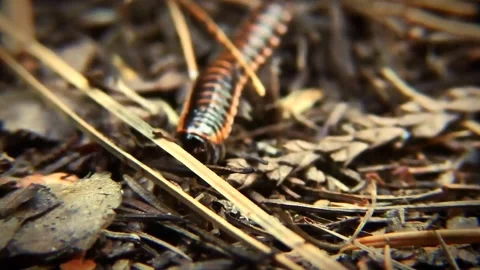 Centipede close up view Video stock 274415343