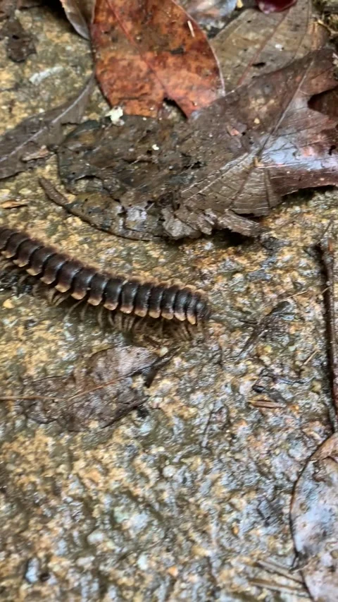 Centipede closeup in Cameron Highlands Vídeos de archivo 343428653