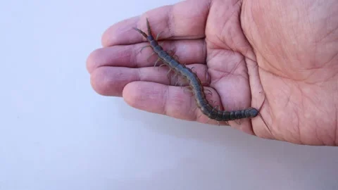 Centipede. closeup centipede on the hand. insects, Holding giant centipede. Stock Footage 141773005