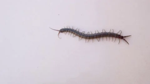 Centipede. closeup centipede isolated on white background. super macro centipede Stock Footage