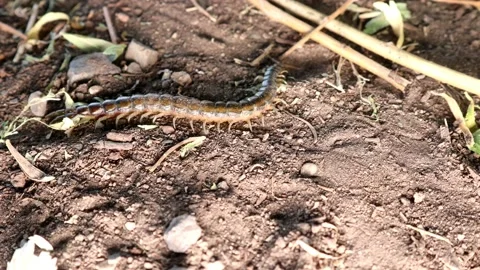 Centipede. closeup of centipede  . super macro centipede. insect, wildlife Stock Footage 141743458