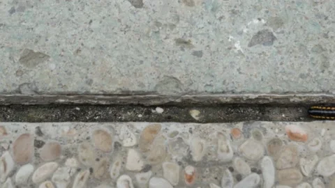 Centipede In Concrete Crack Video stock 199567507