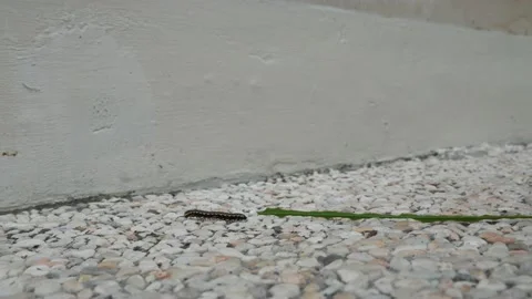 Centipede On Concrete Video stock 199555279