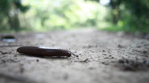 Centipede Crawl Stock-Footage 2923599