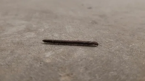 Centipede crawling across floor Stock Footage 119135840
