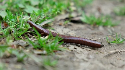 Centipede Crawling Across Soil Into Grass  Close-Up Macro Nature Movement Stock Footage 332829774