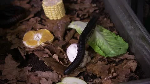 Centipede Crawling Around HD Video Stock Footage