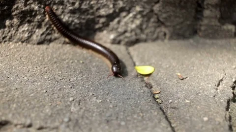 Centipede crawling on the asphalt Stock Footage 73319048