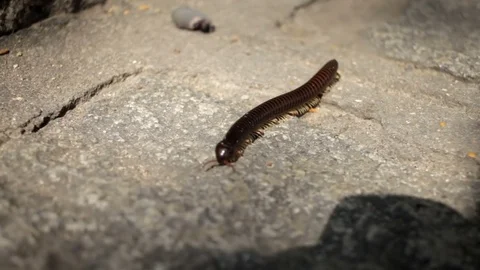 Centipede crawling on the asphalt Stock Footage 73319106