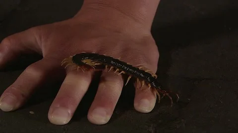 A centipede is crawling on the back of the man's hand Stock Footage 276516513