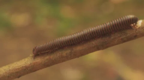 Centipede Crawling On Branch Stick Vídeos de archivo 65751147