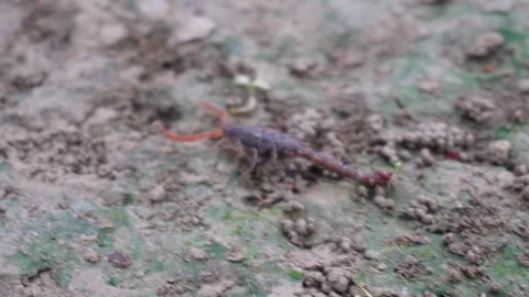Centipede Crawling Stock-Footage 340778044