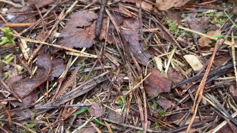 Centipede crawling on forest floor among fallen leaves and pine needles. Stock Footage 309211329