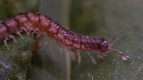 Centipede crawling on green leaf Видео 278223653