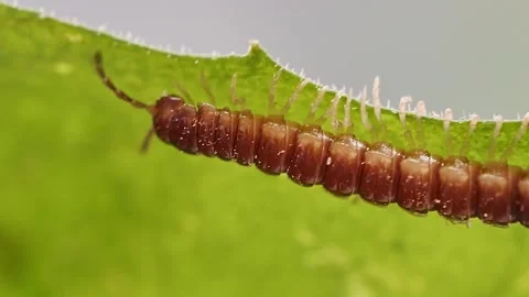 Centipede crawling on green leaf Vidéo 278223953