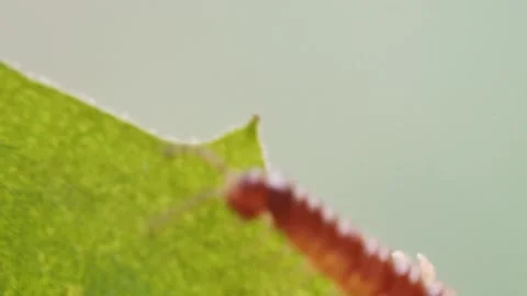 Centipede crawling on green leaf Vidéo 278224301