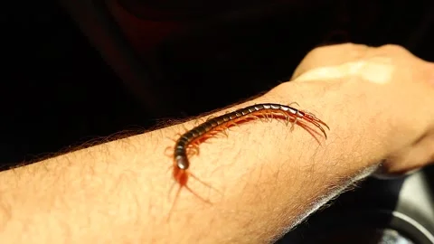 Centipede Crawling on Human Hand Showing Calm Wildlife Interaction Close Up Stock Footage 324964600