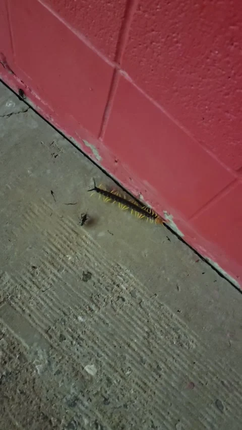 Centipede Crawling out from Under Red Wall on Sidewalk in Oklahoma Stock Footage 247794404