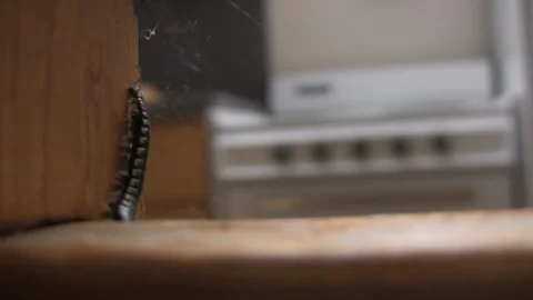 Centipede | Crawling Into Spider Web -04 Stock Footage 86860226