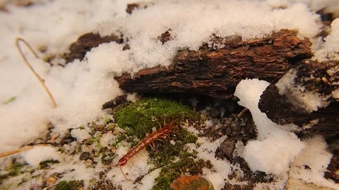 Centipede crawls through lingering snow after winter hibernation in the forest. Stock Footage 304740584