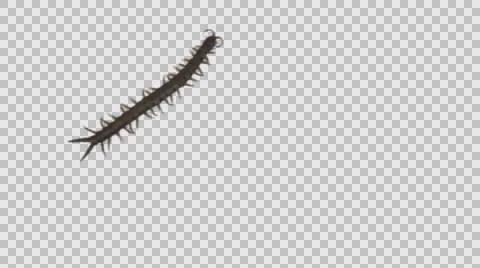 Centipede crawls on a transparent background. Stock Footage 62977234