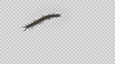 Centipede crawls on a transparent background. Vidéo 62977476
