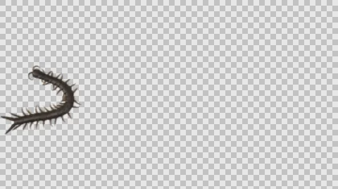 Centipede crawls on a transparent background. Vidéo 62977487