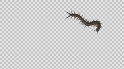 Centipede crawls on a transparent background. Vidéo 62977529