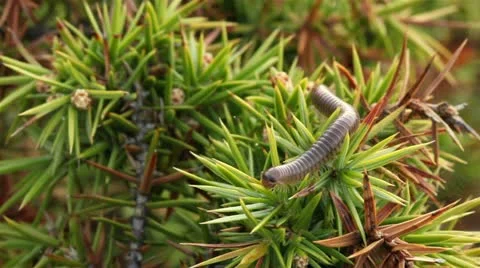 The centipede creeps on a coniferous branch Stock Footage