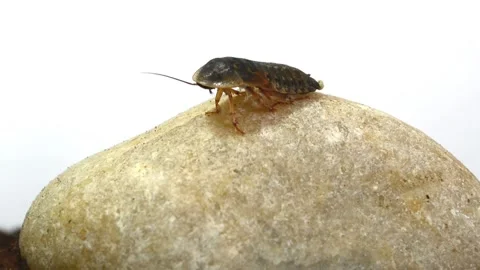 Centipede Devours Roach Alive - 30 Oct 2015 Stock Footage 205365801