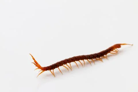 Centipede diagonal Stock Photos