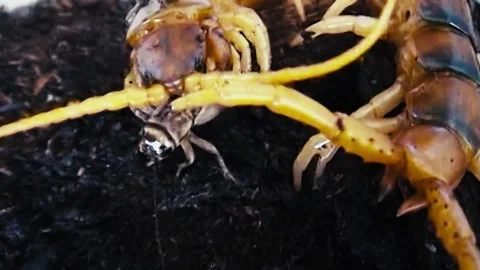 Centipede Eating a Grasshopper Stock Footage 244687298