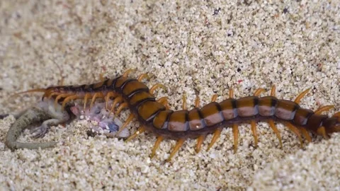 Centipede eating lizard on sand. Stock Footage 307264883
