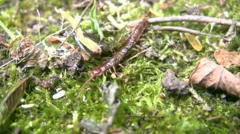 Centipede Video stock 359999