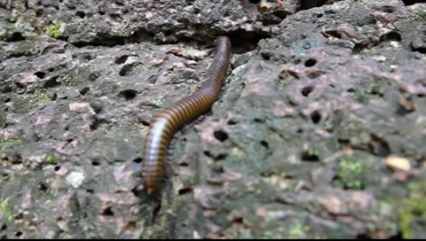 Centipede Video stock 7746703